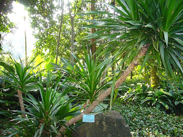 光煞怎样化解？