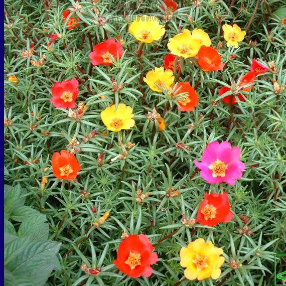 半枝莲的功效与作用