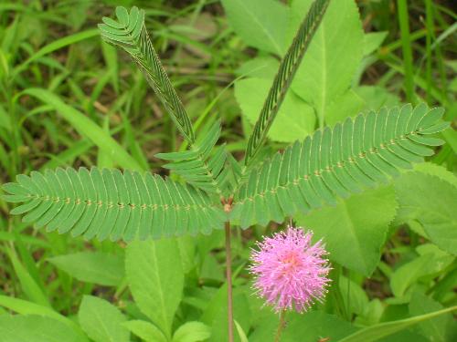 含羞草为什么会害羞?含羞草有毒吗?